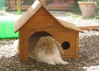 Afla mai multe despre iepurele de casa!