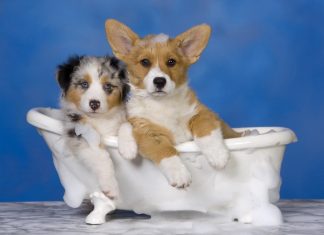 Baile impotriva parazitilor pentru animale