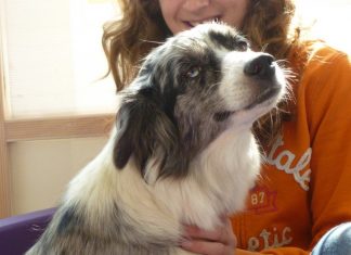 Cum sa previi disparitia cainelui tau