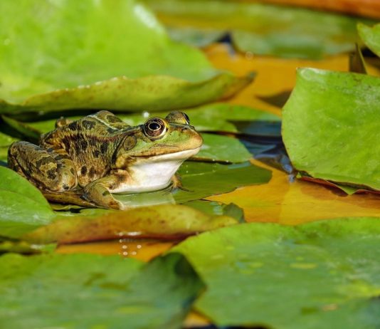 Semnificatii vise – Ce inseamna cand visezi o broasca?