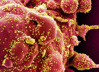 Studiul Covid Survivor sugereaza ca imunitatea ar putea dura ani