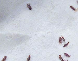 Cum sa scapi de gargarite (insecte de faina)