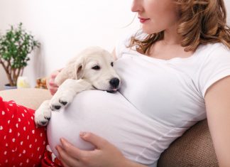 Poate cainele tau sa stie ca esti insarcinata?
