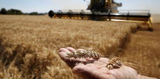 Franta se alatura eforturilor Poloniei de a reduce importurile ucrainene